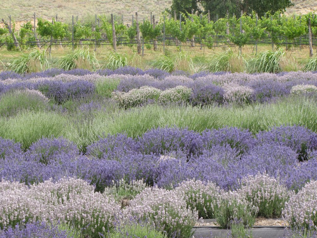 u pick lavender farm