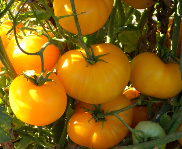 certified organic brandywine tomato