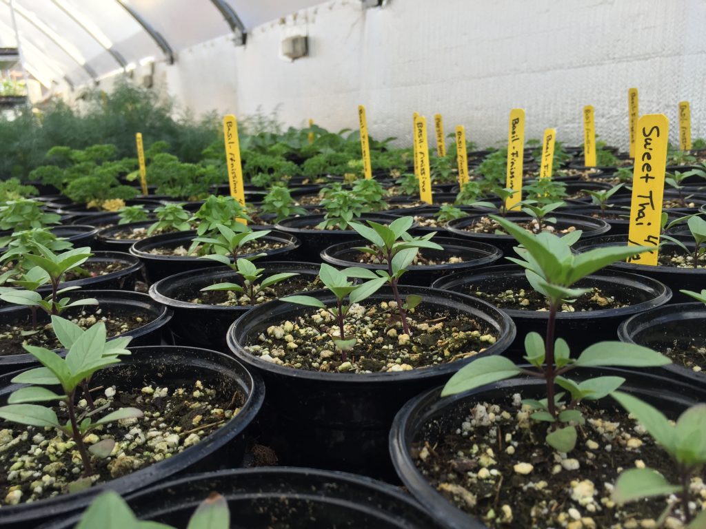 Local Plant Starts for a Thriving Community