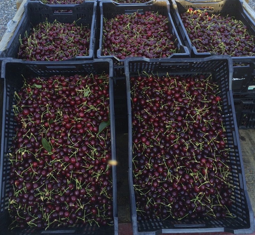 Organic cherry harvest