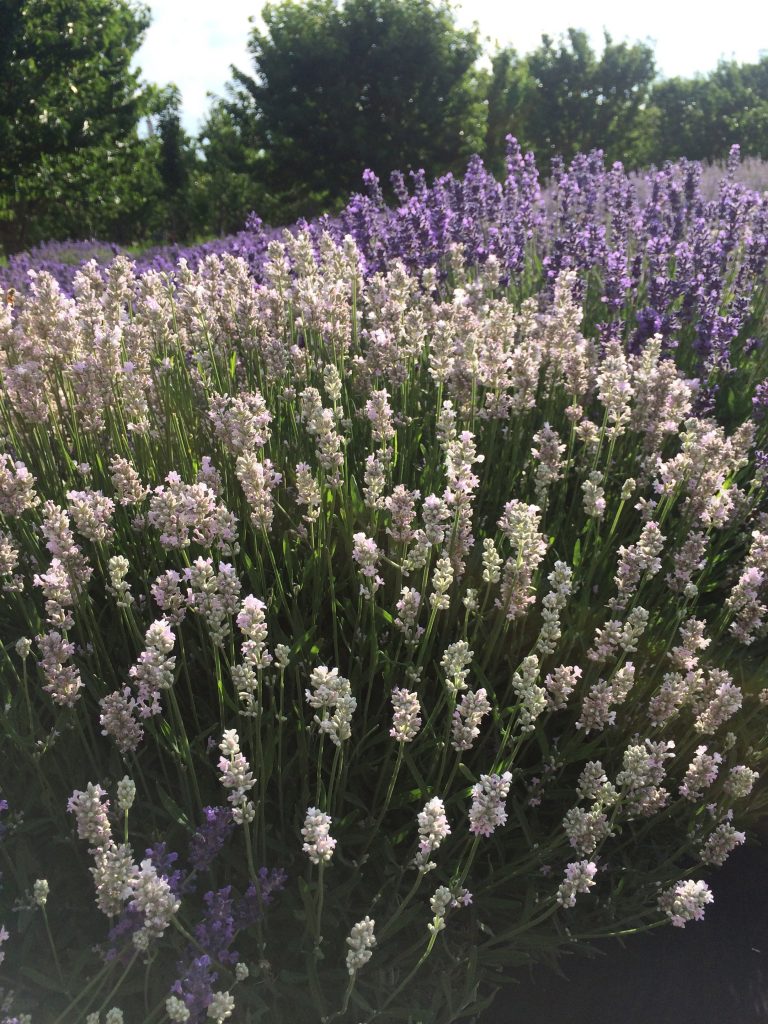 What Makes Lavender Culinary And Other Questions You Ve Always Had About Cooking With Lavender Sage Creations Organic Farm