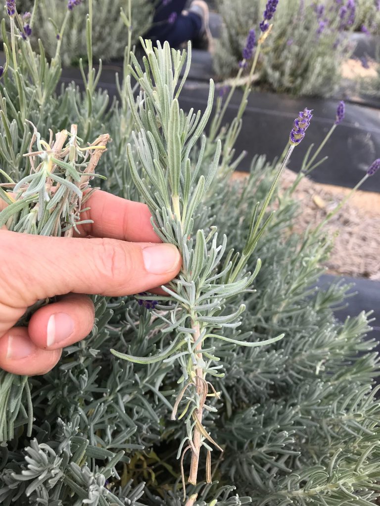 How to propagate lavender from cuttings a step by step guide ...