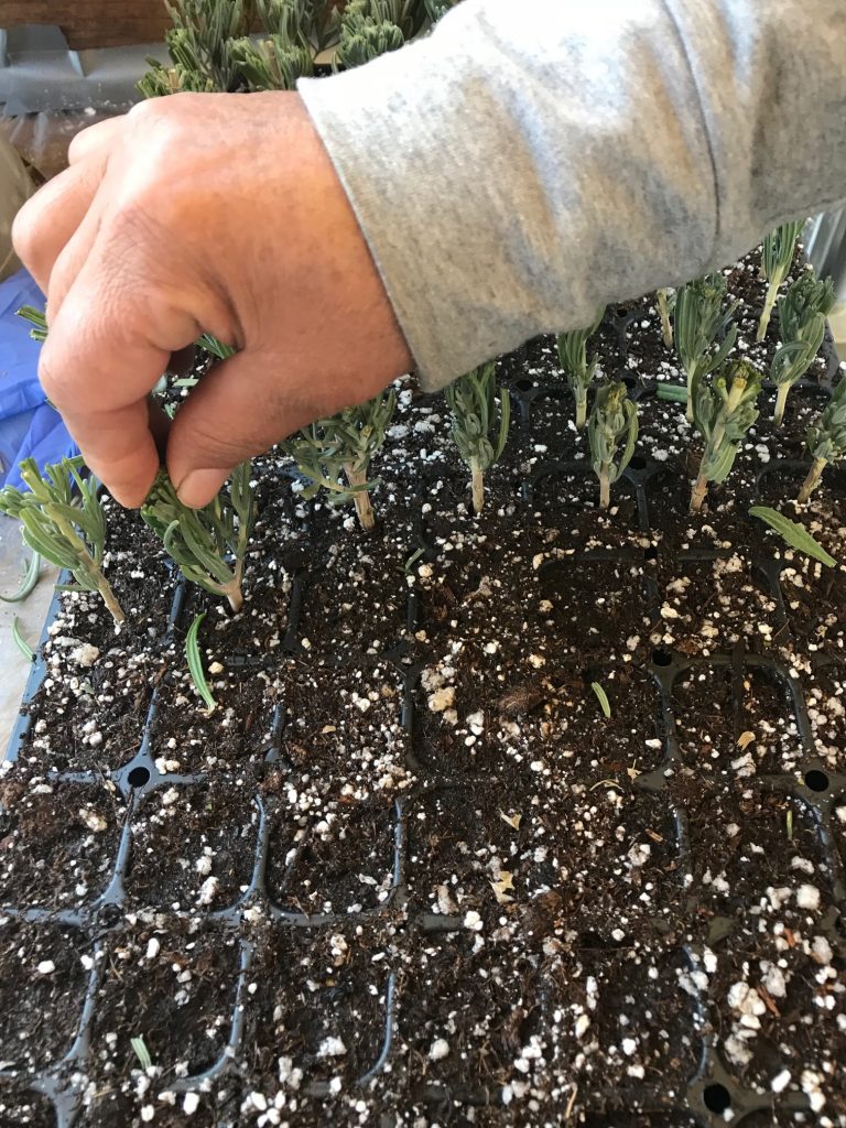 How to propagate lavender from cuttings