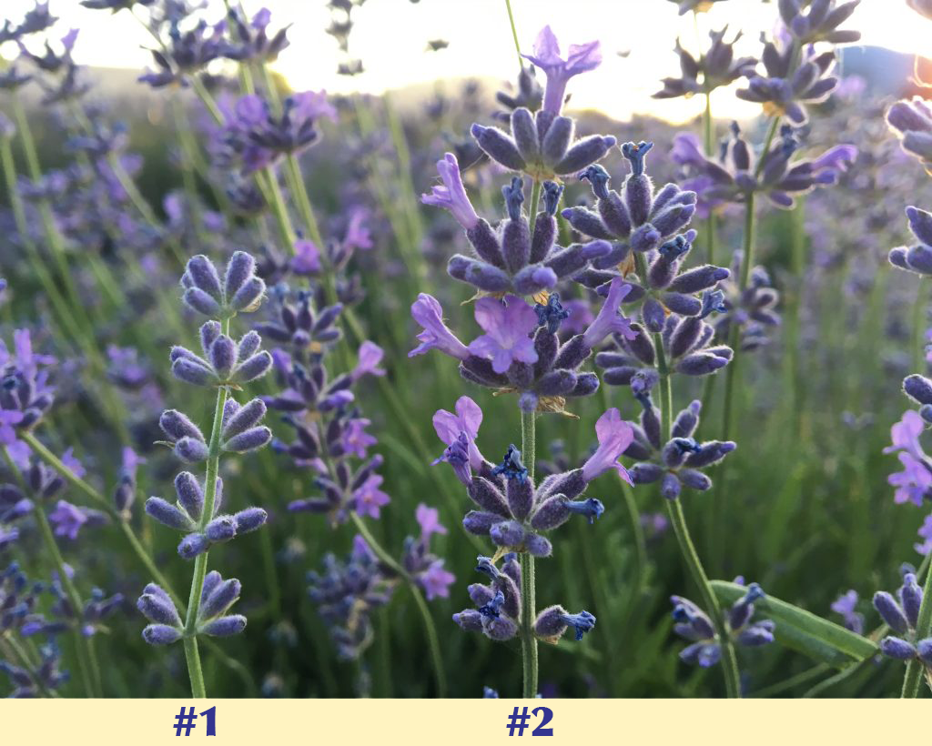 How to harvest lavender at just the right time - Sage Creations Organic Farm