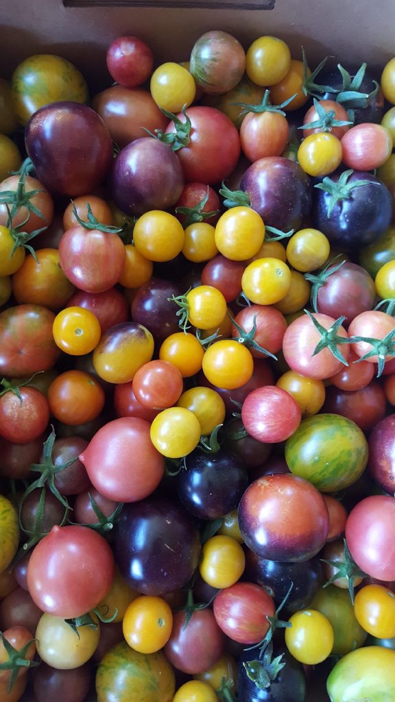 Cherry Tomato and Gruyere Cobbler