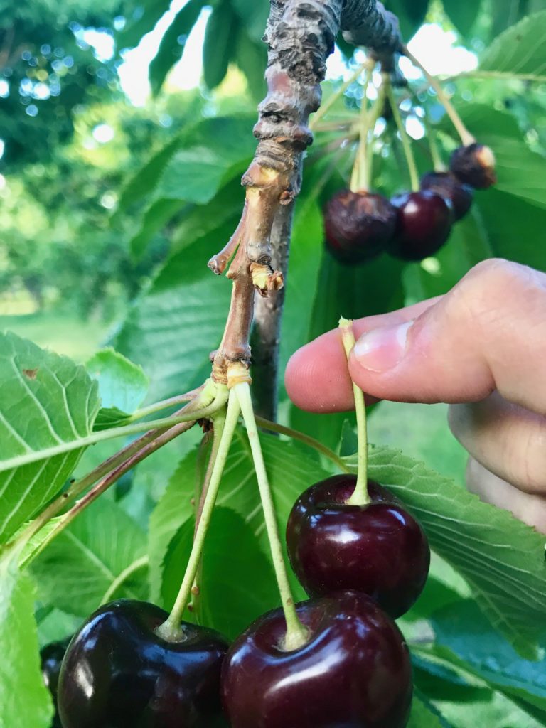 How to harvest cherries