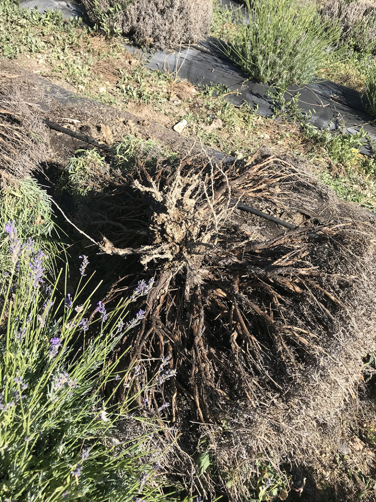 My lavender plants died. When, why and how to re-plant lavender