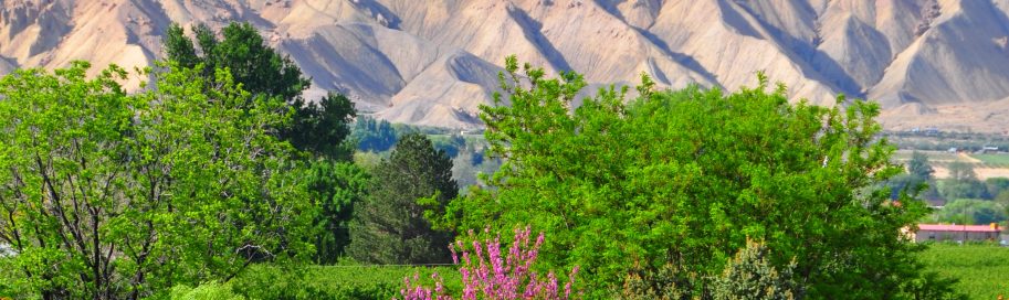 spring sage creations organic farm