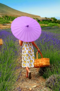 U Pick Lavender Days - Selected Days @ Sage Creations Organic Farm