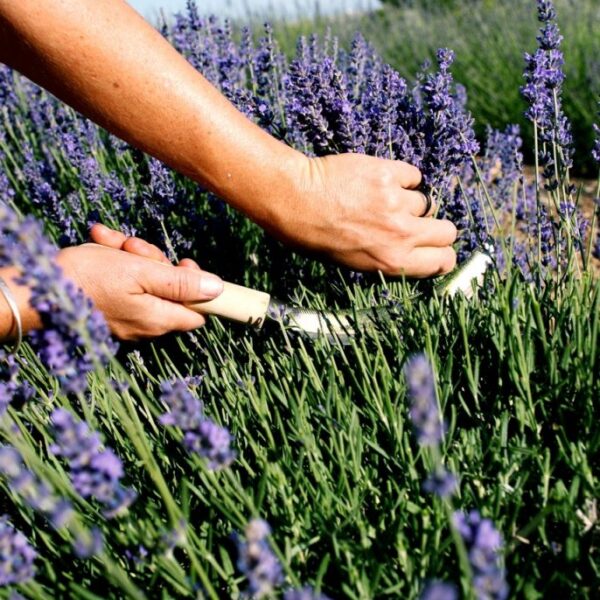 Fresh Lavender (category) Fresh Lavender (category)