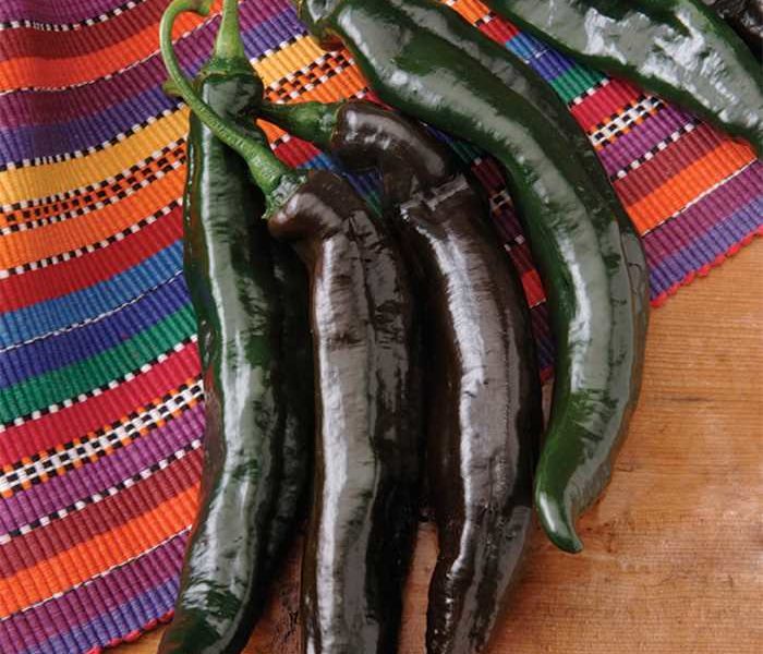 Organic Holy Mole Pepper Organic Holy Mole Pepper