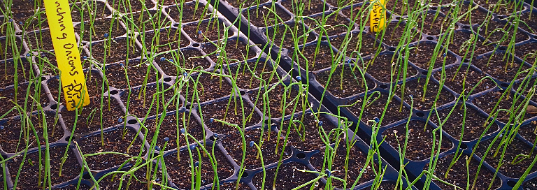 certified organic plant starts grand valley