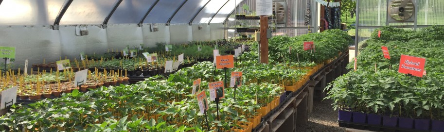 Local Plant Starts for a Thriving Community