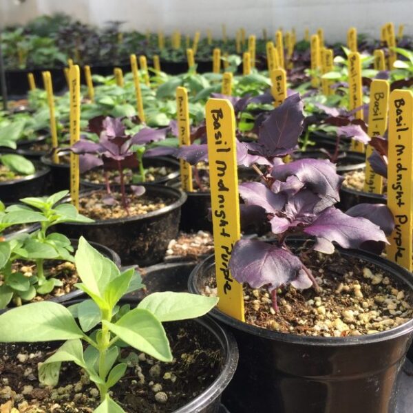 Local Plant Starts for a Thriving Community Local Plant Starts for a Thriving Community