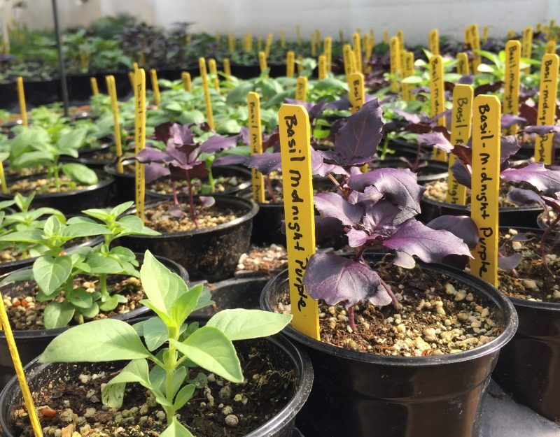 Local Plant Starts for a Thriving Community Local Plant Starts for a Thriving Community