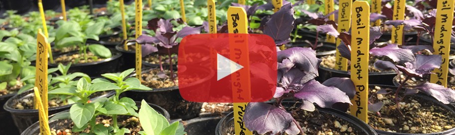organic plant starts greenhouse