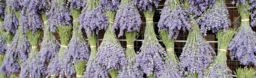 Dried Lavender Bundles Value Point of Sale