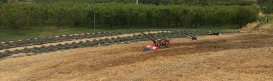 Planting Organic Lavender