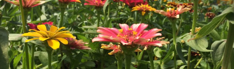 sustainable flower bouquets