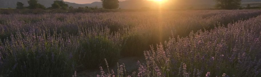 lavender colorado