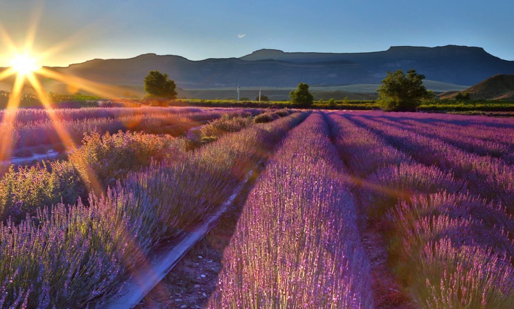 This year's Colorado Lavender Festival is just around the bend - Sage