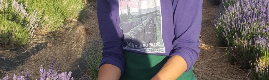 how to harvest lavender