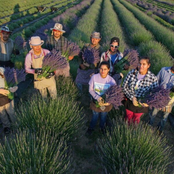 organic lavender farm helping hands organic lavender farm helping hands