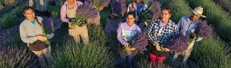 organic lavender farm helping hands