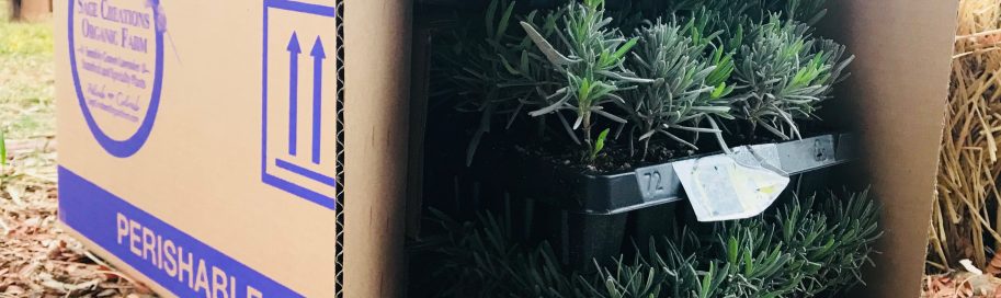 shipping lavender plants