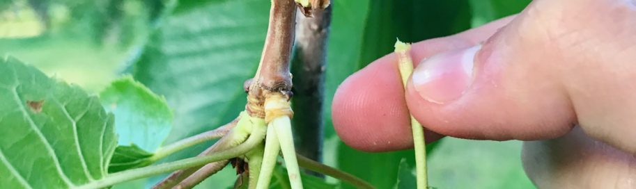 How to harvest cherries