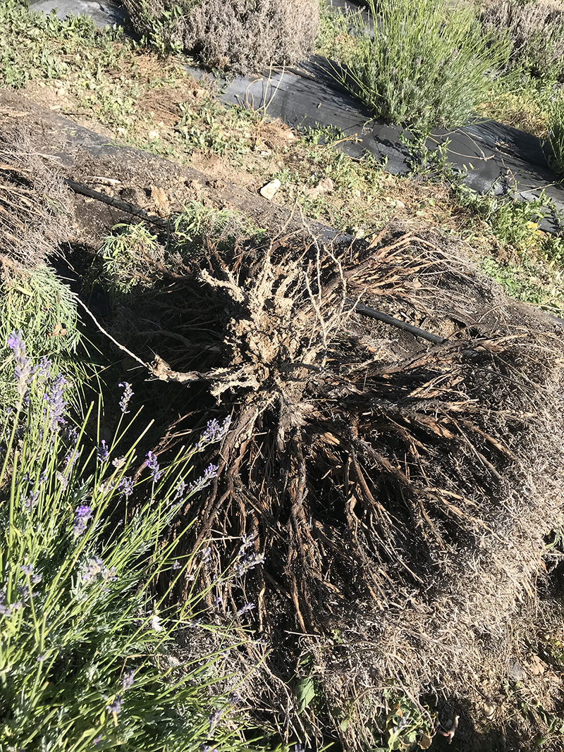 my-lavender-plants-died-when-why-and-how-to-re-plant-lavender-sage