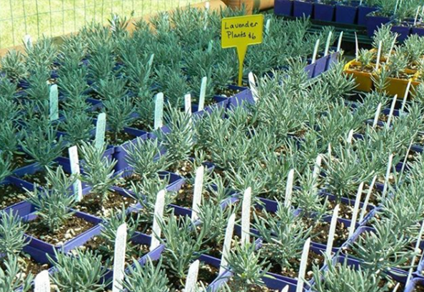 lavender-plants lavender-plants