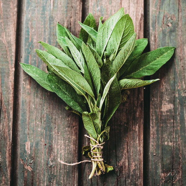 Canva-Fresh-Herbs-Sage Canva-Fresh-Herbs-Sage