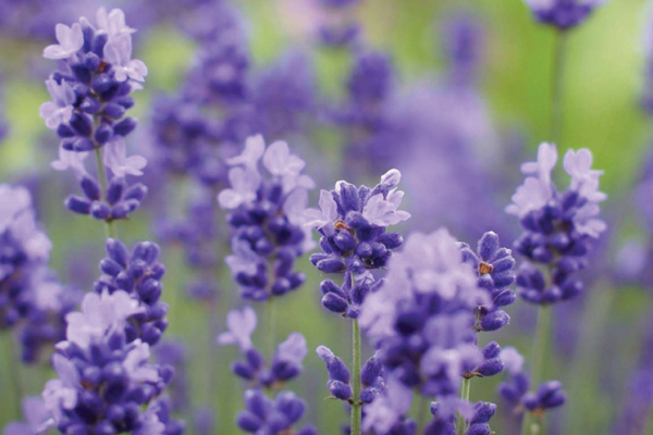 L.ang.-purple-bouquet L.ang.-purple-bouquet